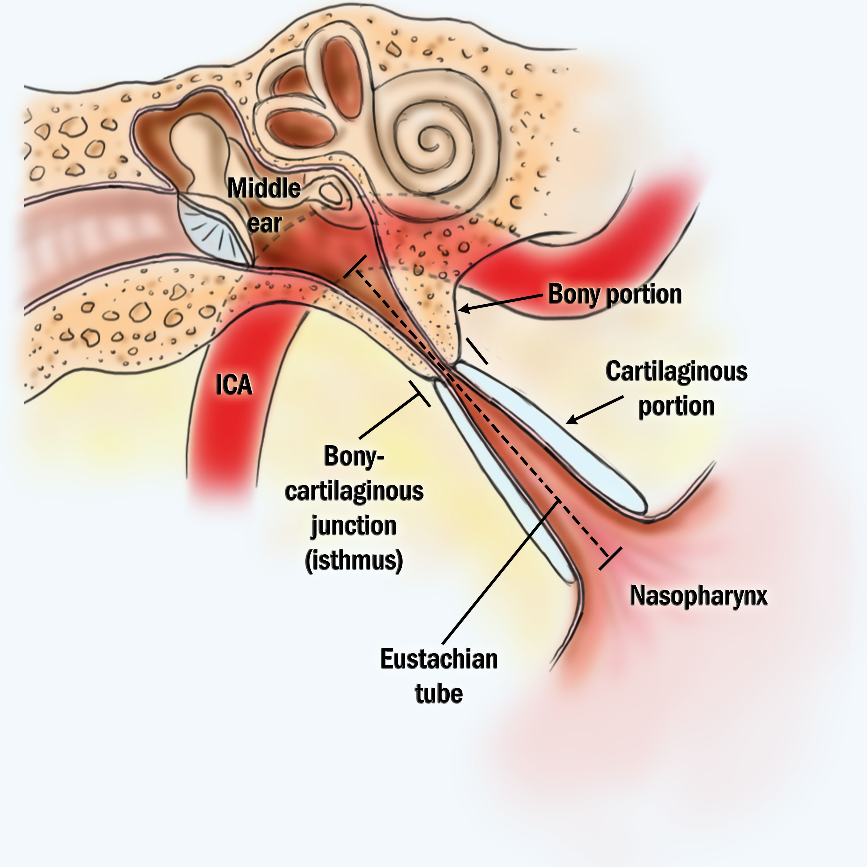 eustachian tube anatomy