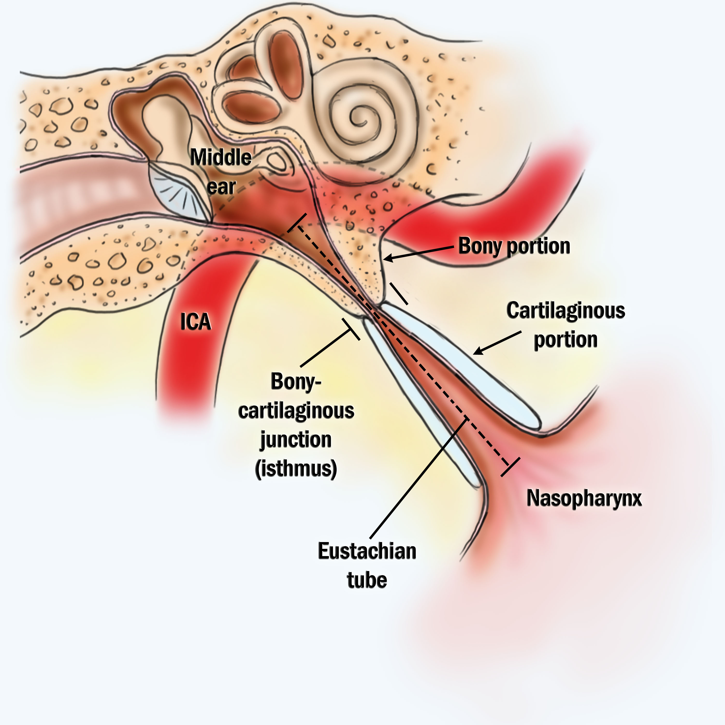 Eustachian Tube Balloon Dilation Ear Sinus Institute   Eustachian Tube Anatomy 1 