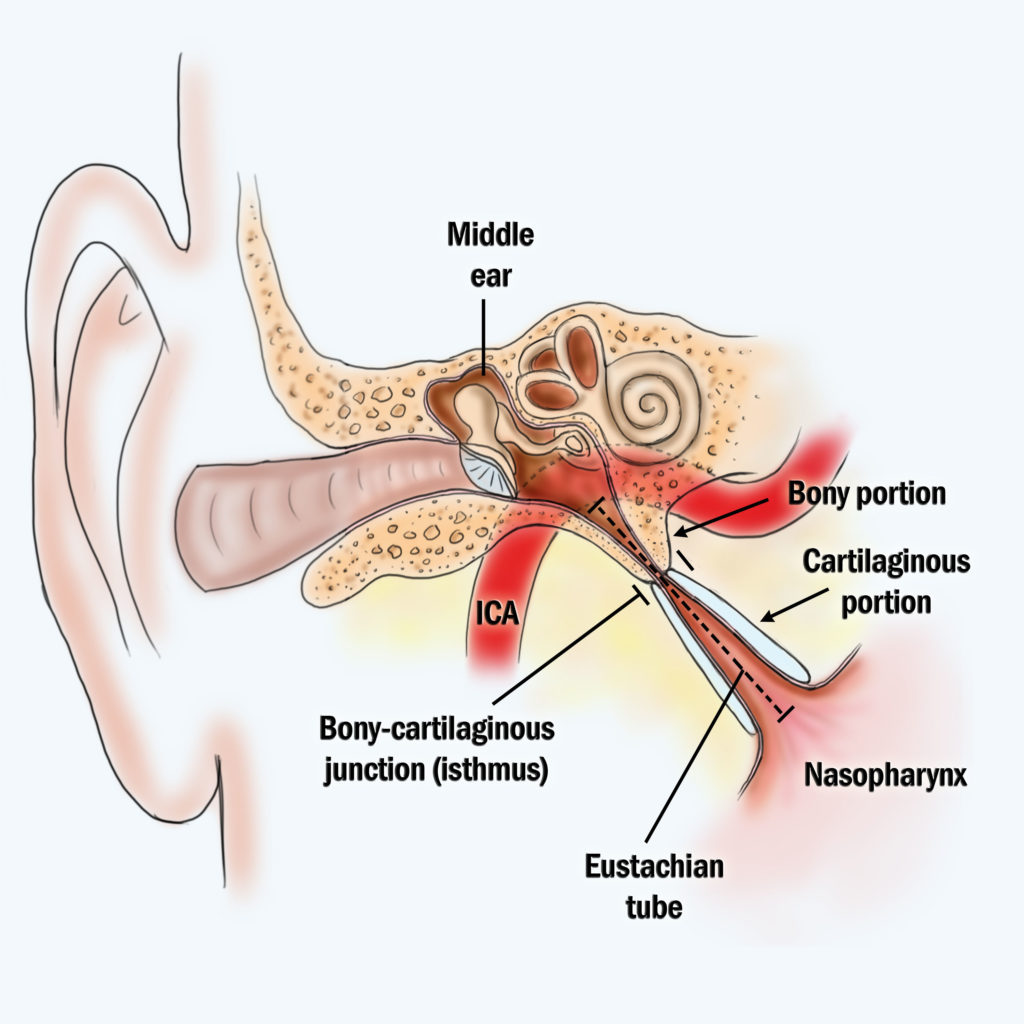 Eustachian Tube Anatomy 3 Ear Sinus Institute   Eustachian Tube Anatomy 3 1024x1024 